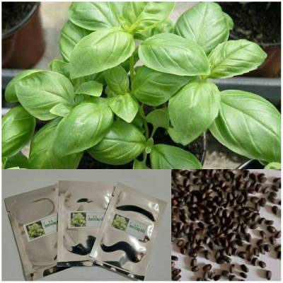 เมล็ดผักโหรพาอิตาลี่Basil / เบซิล  ใบมีกลิ่นหอม200เมล็ดแถมคู่มือเพาะปลูกแถมเมล็ดผักอื่นๆด้วย