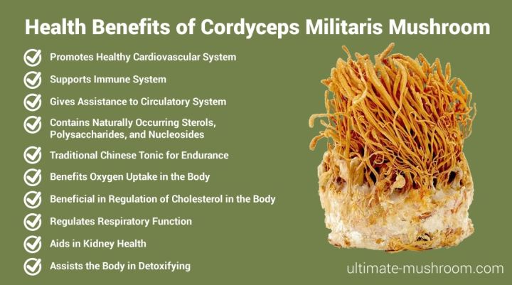 cordyceps-power-cs-4-ถั่งเช่าสีทองสายพันธ์ที่ดีที่สุด-450mg-120-เม็ด-planetary-herbals