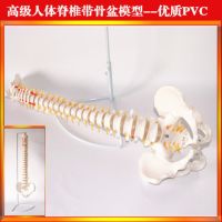 Production supply spine with pelvic model spine model spinal disc herniation demonstration model