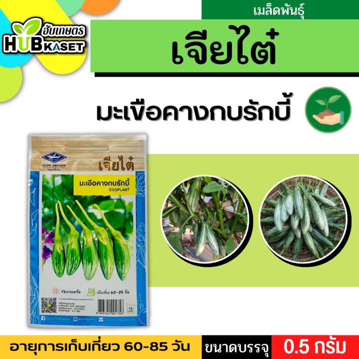 เจียไต๋ 🇹🇭 มะเขือคางกบรักบี้ ขนาดบรรจุประมาณ 150 เมล็ด อายุเก็บเกี่ยว 60-85 วัน