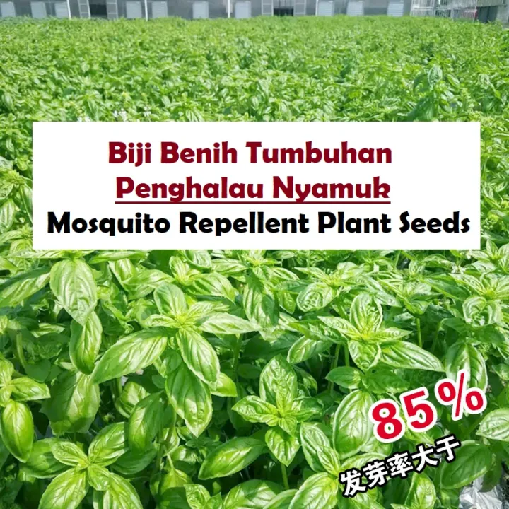 Biji Benih Tumbuhan Penghalau Nyamuk Mosquito Repellent Plant Seeds 驱蚊香草种子 Lazada