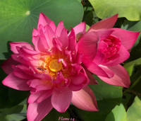 5 เมล็ด บัวนอก บัวนำเข้า บัวสายพันธุ์ Flame LOTUS สีชมพู แดง สวยงาม ปลูกในสภาพอากาศประเทศไทยได้ ขยายพันธุ์ง่าย เมล็ดสด