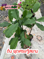 ต้นพุดเศรษฐี​สยาม​  พร้อมส่งจำนวนมาก