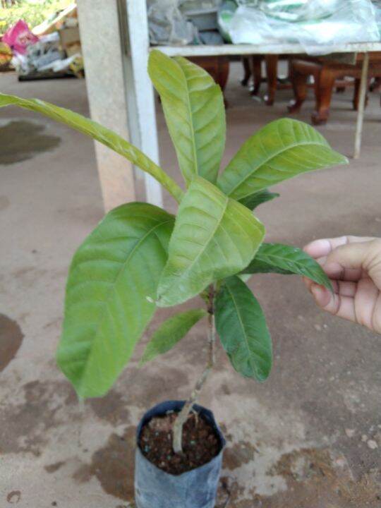 บัวสวรรค์-กัสตาเวีย-gustavia-heaven-lotus-narrow-leaf-gustavia-ไม้ดอกมีกลิ่นหอมอ่อนๆ-ออกดอกตลอดปี-ชอบแดดรำไร-น้ำปานกลาง-จัดส่งแบบถุงชำ-สูงประมาณ-25-40cm