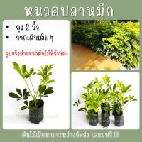 ?5ต้น75บ? ต้นหนวดปลาหมึก ถุง4นิ้ว สูง15-25cm. รากเดินเต็มถุง ไม้พุ่มทรงสวย ไม้ทำรั้ว ปลูกง่าย โตเร็ว ชอบแดด