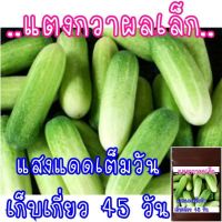 ซื้อ 1 แถม 1，50 เมล็ด (ไม่ใช่พืช)เมล็ดพันธุ์ แตงกวา(ไม่ใช่แตงร้าน)