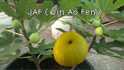 พันธุ์ Jin Ao Fen Figs ต้นมะเดื่อฝรั่ง อร่อย หวาน หอมมากๆ ต้นสมบูรณ์มาก รากแน่นๆ โตพร้อมให้ลูกแล้ว จัดส่งพร้อมกระถาง 6 นิ้วลำต้นสูง 40-50ซม ต้นไม้แข็งแรงทุกต้น เรารับประกันจัดส่งห่ออย่างดี
