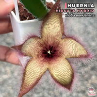 เก๋งจีน ดอกปลาดาว Huernia Hirsuta hybrid แคคตัส กระบองเพชร cactus&amp;succulent