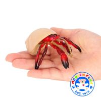 Munich Play - โมเดล Hermit Crab ปูเสฉวน ขาแดง ขนาด 10.80 CM (จากหาดใหญ่)