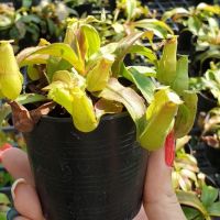 ( Promotion+++) คุ้มที่สุด ต้นหม้อข้าวหม้อแกงลิง แคระ (Tropical pitcher plants) ไม้เพาะเมล็ด ต้นไม้กินแมลง ขนาดจิ๊ว ลูกผสม ราคาดี พรรณ ไม้ น้ำ พรรณ ไม้ ทุก ชนิด พรรณ ไม้ น้ำ สวยงาม พรรณ ไม้ มงคล