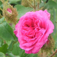 25 เมล็ดพันธุ์ Moss Rose Seeds กุหลาบ สายพันธุ์ Little Gem ดอกสีชมพู ออกดอกทั้งปี ดอกไม้สัญลักษณ์แห่งความรัก ปลูกได้ทุกภาคในไทย มีคู่มือ