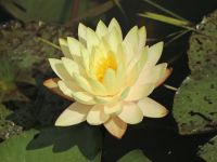 20 เมล็ด บัวสาย (Water lily) บัวอุบลชาติ บัวหลวง ฝรั่ง บัวดอกเล็ก บัวแคระ สายพันธุ์ Chromatella สีเหลือง เหมาะสำหรับปลูกในโหล Waterlilies Lotus Seeds