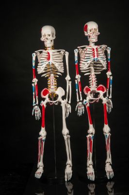 Medical human body skeleton skeleton skeleton spinal nerve teaching anatomy specimens model