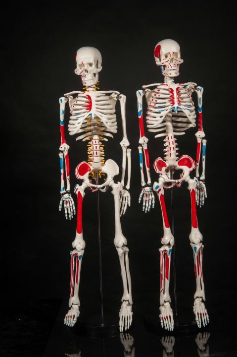 medical-human-body-skeleton-skeleton-skeleton-spinal-nerve-teaching-anatomy-specimens-model