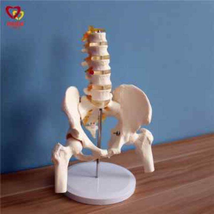 section-5-lumbar-with-pelvic-skeleton-model-human-body-skeleton-model-simulation-bonesetting-assembled-medical-reality-teaching