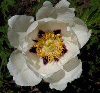 20 เมล็ด เมล็ดโบตั๋น ดอกโบตั๋น ดอกพีโอนี (Peony) สีขาว White Peony ดอกไม้นี้​เป็นสัญลักษณ์ของความมั่งคั่งร่ำรวย ความซื่อสัตย์ อัตรางอก 70-80%