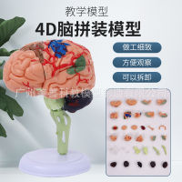 4D ประกอบกายวิภาคของสมองมนุษย์ สมอง สมอง โครงสร้างสมอง ของเล่นเพื่อการศึกษาสำหรับเด็ก