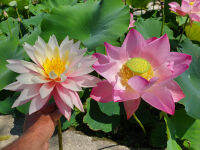 5 เมล็ด บัวนอก บัวนำเข้า บัวสายพันธุ์ Myra LOTUS Seeds สีชมพู บัว พันธุ์สวยงาม ปลูกในสภาพอากาศประเทศไทยได้ ขยายพันธุ์ง่