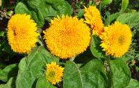 เมล็ดพันธุ์ทานตะวัน เทดดี้แบร์ Teddy Bear Sunflower สีเหลือง ซองละ 39บาท  15 เมล็ด