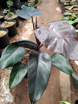 กุมารดำเรียกทรัพย์ (Philodendron black cardinal) เป็นไม้มงคลหายาก เสริมมงคล เสริมโชคลาภ เรียกเงินเรียกทองเรียกโชคลาภเข้าบ้าน กระถาง11นิ้ว