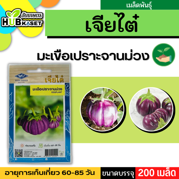 เจียไต๋ 🇹🇭 มะเขือเปราะจานม่วง ขนาดบรรจุประมาณ 200 เมล็ด อายุเก็บเกี่ยว 60-85 วัน