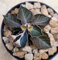 ยูโฟเบีย ทูเรีย ไฮบริด Euphorbia tulearensis hyb. ทรงใบกว้าง ลอนสวยๆ ทรงใบกว้าง ลอนสวยๆ