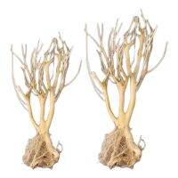 【hot】❄❈  for Aquarium Wood Branches Decorations Reptiles