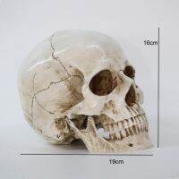 โมเดลหัวกะโหลกทำจากเรซิน1ชิ้นรูปปั้นคุณภาพสูงกะโหลกศีรษะจำลองเครื่องใช้ตกแต่งฮาโลวีนที่บ้าน