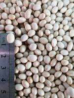 ถั่วขาวNavy bean1kg. ดิบแห้งใหม่ ปลอดภัยไร้เคมี