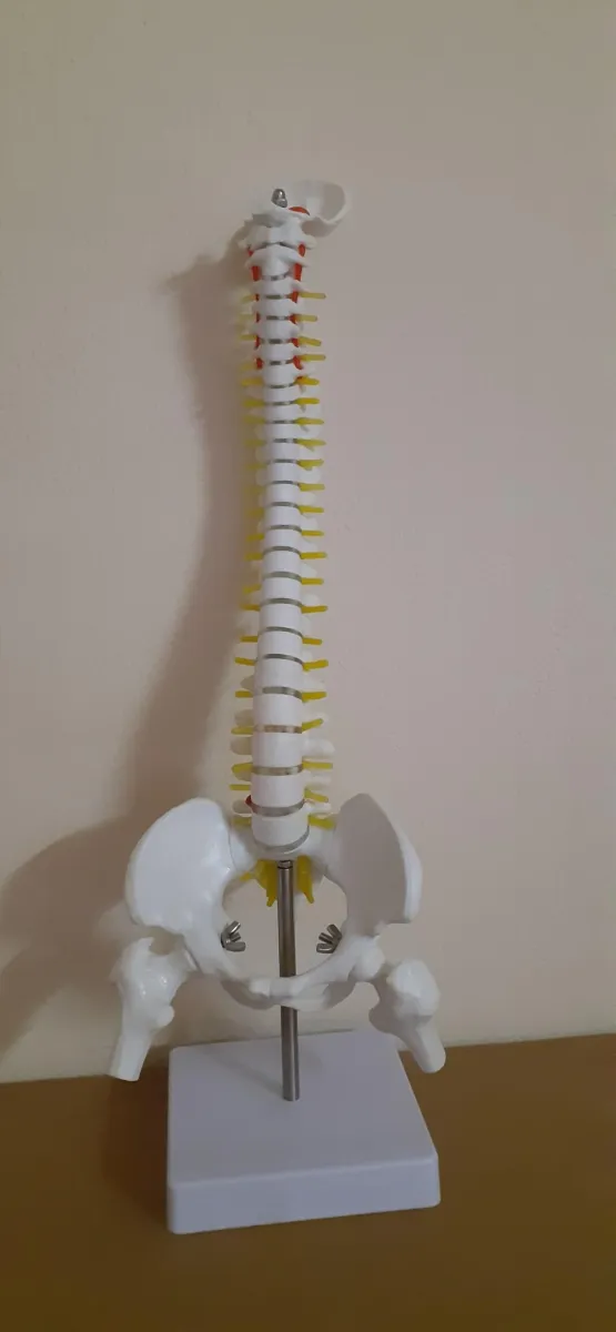 Mô hình xương cột sống xương chậu xương đùi 1 bên sơn cơ