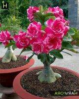 10 เมล็ด เมล็ดพันธุ์ Bonsai ชวนชม สายพันธุ์ไต้หวัน สีชมพู Adenium Seed กุหลาบทะเลทราย Desert Rose ราชินีบอนไซ มีคู่มือปลูก นำเข้าจากไต้หวัน