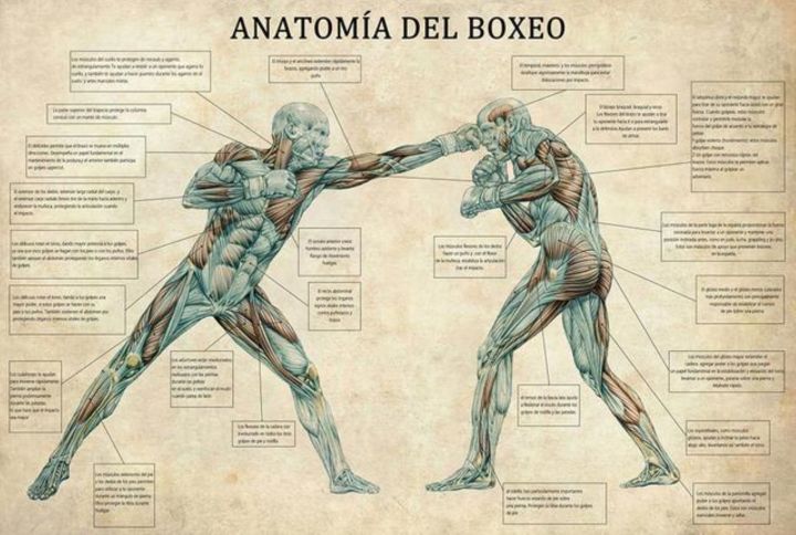 vintage-boxing-body-anatomy-โปสเตอร์และภาพพิมพ์ผนังศิลปะภาพวาดผ้าใบ-boxing-lover-ของขวัญสำหรับห้องยิม-cuadros-ตกแต่งบ้าน