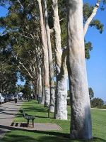 เมล็ดพันธุ์ ยูคาลิปตัสบอนไซ Eucalyptus citriodora lemon scented gum