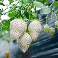 เมล็ดพันธุ์ Strawberry seed สายพันธุ์ White Jewel 50 เมล็ด เมล็ดพันธุ์จาก ยุโรป