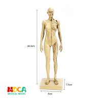 Simulation of female human body skeleton art sketch RTSM105 muscles structure still life sketch teaching model