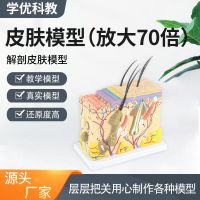 70 times the human skin tissue structure of anatomical model medical plastic stereo amplifier model skin