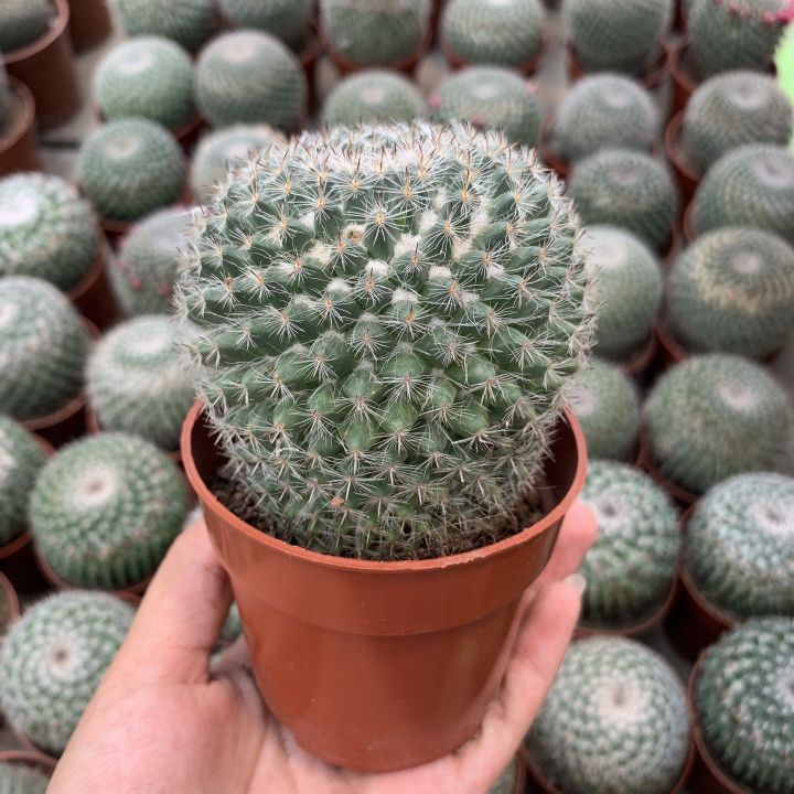 plants-center-พร้อมส่ง-กระบองเพชร-แคคตัส-cactus-mammillaria-hahnian-7-8cm-หรือ-แคคตัสแม่เฒ่า-แมมแม่เฒ่า