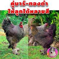 ไข่เชื้อ ไก่บราม่า (คละสีเกรดสวย 2 ฟอง)ไก่ยักษ์ Brahma เก็บทุกวัน ไม่เลือดชิด สวยแข็งแรงพ่อแม่คัดพันธุ์มาดี โครงสร้างสายประกวด