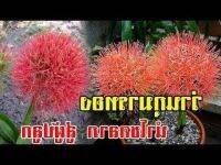 2 หัว หัวสด ของแท้ ว่านแสงอาทิตย์ หรือ ว่านกุมารทอง (Scadoxus multiflorus) พร้อมปลูก.