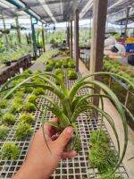 Tillandsia Flexuosa Twisted สับปะรดสี