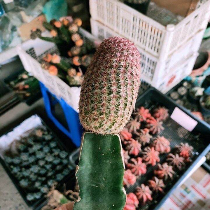 woww-สุดคุ้ม-ถูกสุด-cactus-เรนโบว์-กราฟ-เพชร-แคตตัส-ราคาโปร-พรรณ-ไม้-น้ำ-พรรณ-ไม้-ทุก-ชนิด-พรรณ-ไม้-น้ำ-สวยงาม-พรรณ-ไม้-มงคล