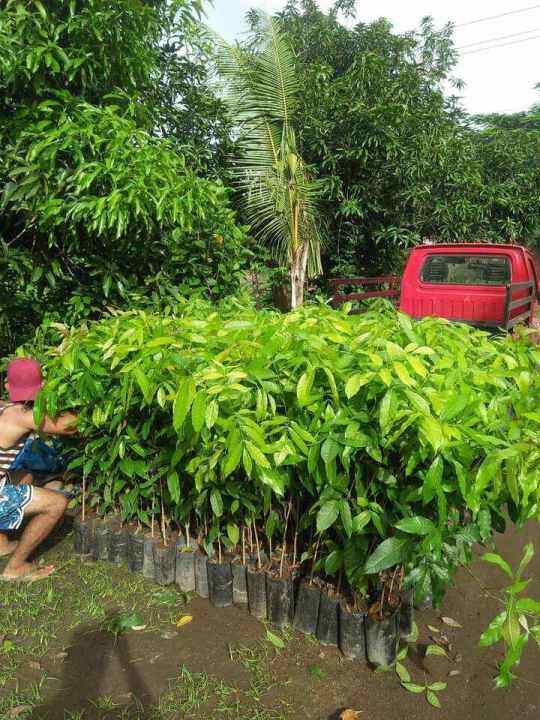mahogany seedlings well rooted po. Lazada PH