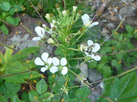 ผักเสี้ยน-เมล็ดพันธุ์ผักเสี้ยน-wild-spider-flower-seeds-บรรจุ