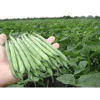 เมล็ดพันธุ์ ถั่วแขก เออรี่บุช สีเขียวอ่อน Bush Bean Seed บรรจุ 12 เมล็ด หวานกรอบ ไม่ต้องใช้ต้างในการปลูก