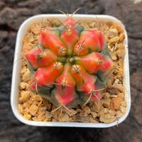 Gymnocalycium G.อ้วนส้ม G002 ยิมโนด่าง ไม้เมล็ด รหัสG GYmno variagata seedings ขนาดกระถาง 3 นิ้ว (จัดส่งทั้งกระถาง) #กระบองเพชร #Cactus #ต้นไม้สวยงาม