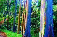 ขายส่ง 100 เมล็ด เมล็ดยูคาลิปตัสสีรุ้ง Rainbow Eucalyptus ยูคาลิปตัสมินดาเนากัม Mindanao Gum คามาราเร่ Kamarare ไม้ประดับ เมล็ดพันธุ์นำเข้า