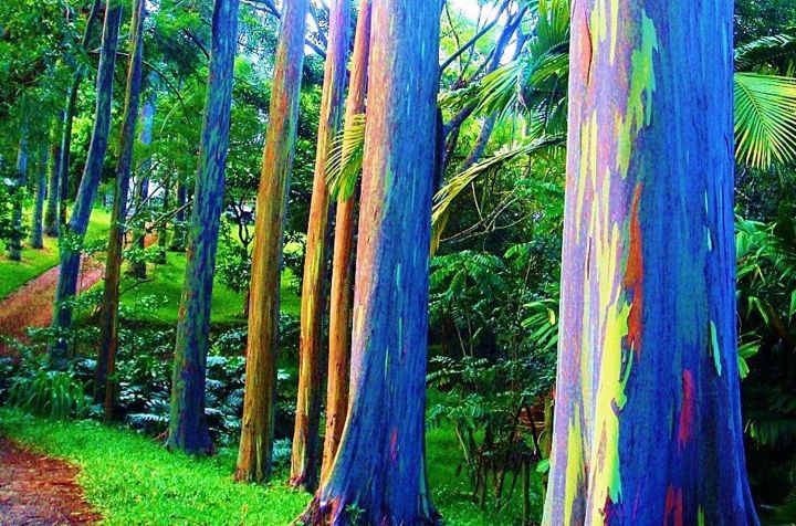 ขายส่ง-เมล็ดยูคาลิปตัสสีรุ้ง-rainbow-eucalyptus-ยูคาลิปตัสมินดาเนากัม-คามาราเร่-ต้นไม้สีรุ้ง-ต้นไม้แปลก-เมล็ดพันธุ์นำเข้า-ยูคาลิปตัส-1-ออนซ์