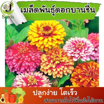 เมล็ดพันธุ์ ดอกบานชื่น ดอกซ้อน(Zinnia) 30-40 เมล็ด ปลูกง่าย ปลูกได้ทั่วไทย