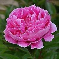 10 เมล็ด เมล็ดโบตั๋น ดอกโบตั๋น ดอกพีโอนี (Peony) สีชมพู Pink Peony ดอกไม้นี้​เป็นสัญลักษณ์ของความมั่งคั่งร่ำรวย ความซื่อสัตย์ อัตราการงอก 70-80%