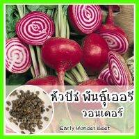 พร้อมส่ง ❗ รหัส 134  เมล็ดพันธุ์แท้ OP แท้   หัวบีช พันธุ์เออรี วอนเดอร์ - Early Wonder Beet เมล็ดผัก ผัก